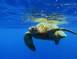 Tour di snorkeling nell’Oahu Turtle Canyon